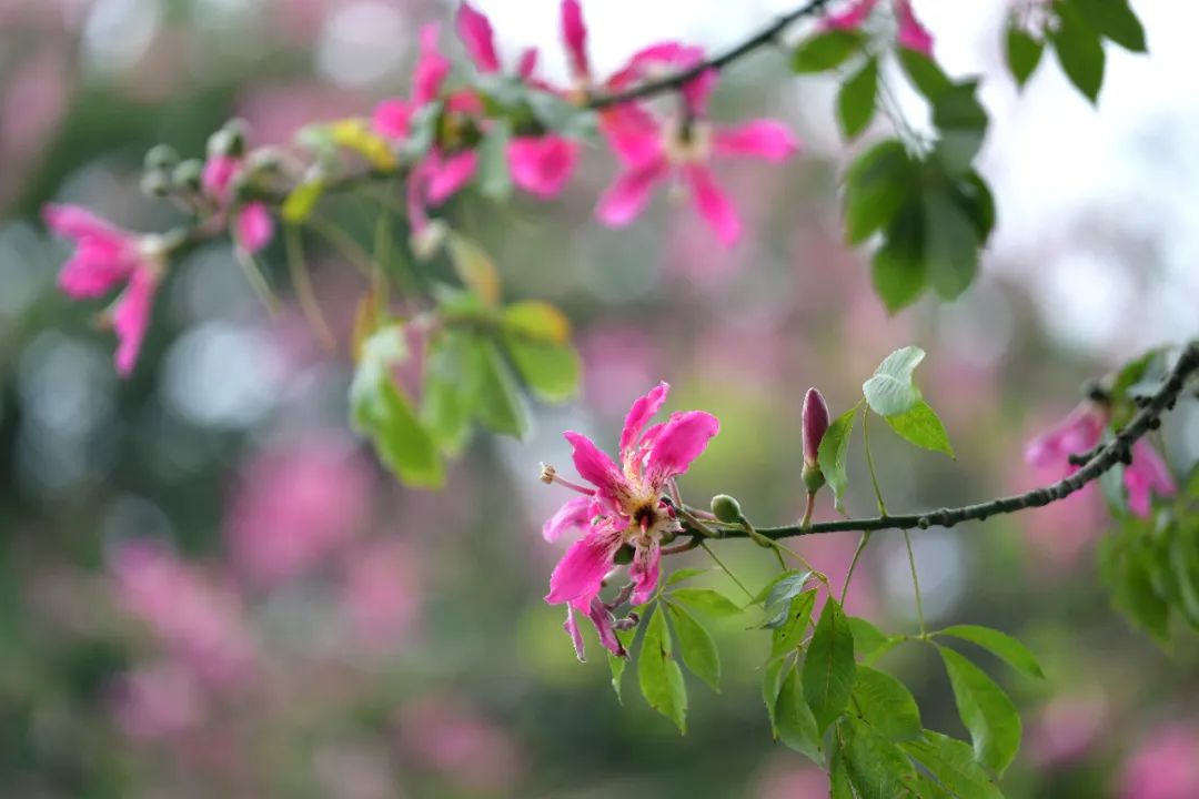 最低降至1字頭！?“大風(fēng)+降雨+降溫”三連擊，今天起廣東天氣“畫風(fēng)有變”